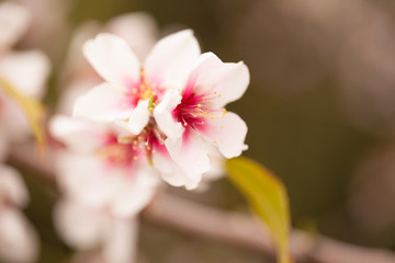 Obraz na płótnie Canvas Horticulture of Gran Canaria - almond blossoms