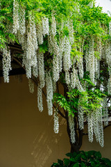 Delicate hanging white spring flowers
