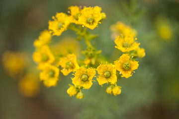 flora of Gran Canaria - Ruta chalepensis