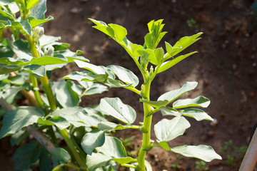 Fototapeta premium bean plant in an organic garden