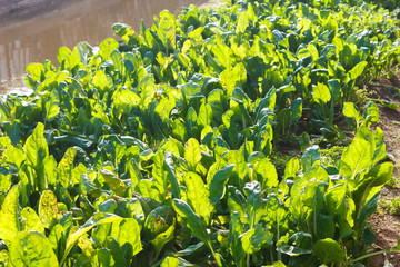 Chard planted in the garden