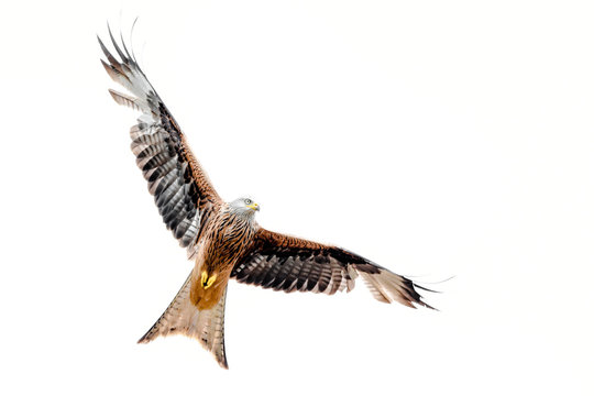 Isolated red kite with fully open wings