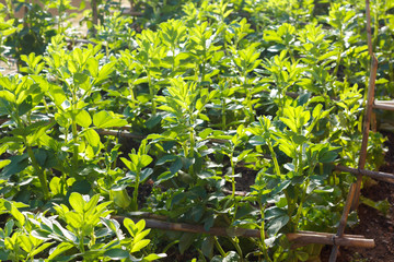 bean plant in an organic garden
