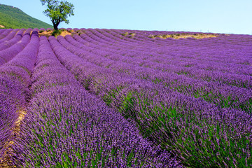 Fototapeta na wymiar France lavender