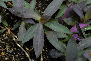 Thunbergia laurifolia (2019)