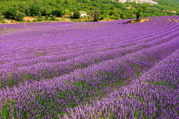 Obraz na płótnie Canvas France lavender