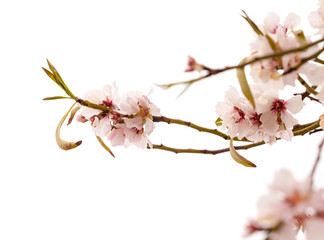 Horticulture of Gran Canaria - almond blossoms