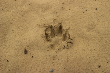 Dog  or wolf track or footprint on the wet sand. Animal trace on the ground