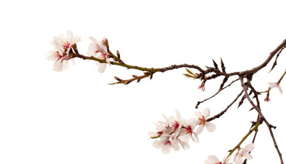 Horticulture of Gran Canaria - almond blossoms
