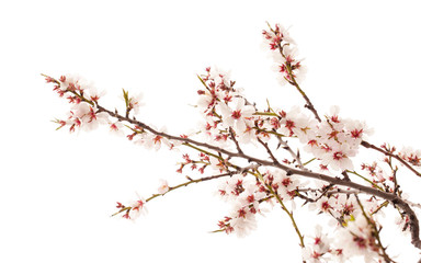Horticulture of Gran Canaria - almond blossoms