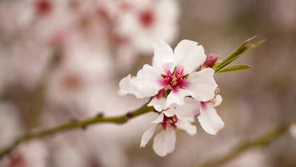 Horticulture of Gran Canaria - almond blossoms