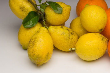 Still life of Lemons and oranges and other vegetables