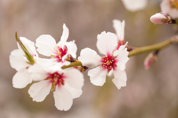 Horticulture of Gran Canaria - almond blossoms