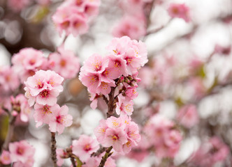 Horticulture of Gran Canaria - almond blossoms