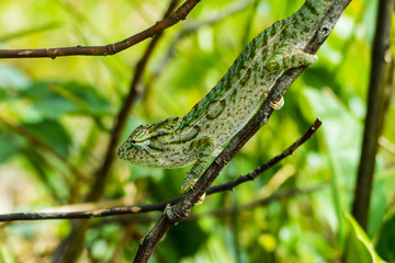 Common chameleon (Chamaeleo chamaeleon) of Madagascar