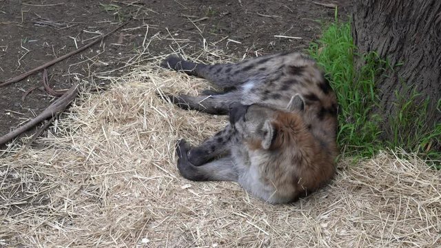 A spotted hyena laying on white straws of hay under a tree. 4K.