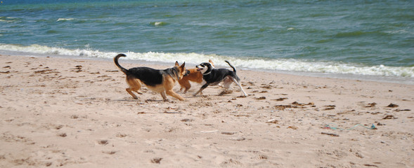 Three dogs playing at the beach.