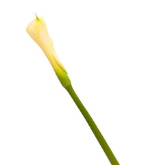 single unopened calla lily
