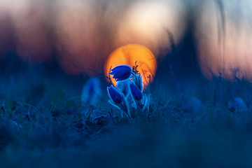 Pulsatilla grandis - Beautiful pasque flower in a meadow at sunset. Photo of an old lens, with...
