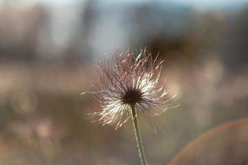 Obraz premium Pulsatilla grandis - Beautiful pasque flower in a meadow at sunset. Photo of an old lens, with beautiful bokeh.