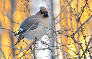 Bird Waxwing or Bombycilla garrulus sitting on bare barberry branch