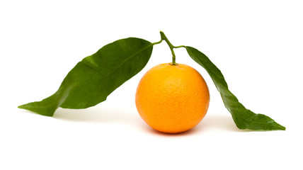 mandarin on white