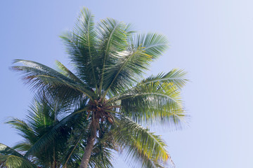 date palm on blue sky background