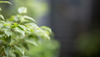 Young green plant outdoor, blurred background, eco