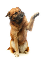 Studio shot of an adorable mixed breed dog