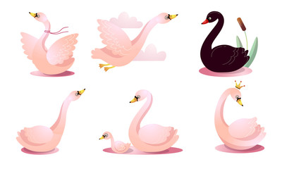 Set of colorful cartoon swans in different poses. Vector illustration in flat cartoon style.