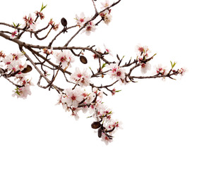 Horticulture of Gran Canaria - almond blossoms