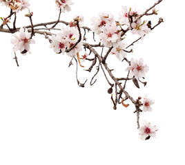 Horticulture of Gran Canaria - almond blossoms