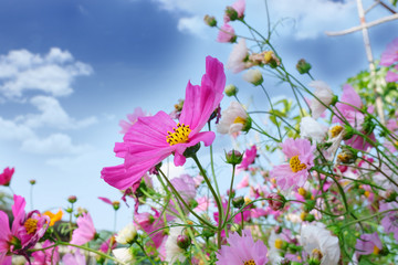 Cosmos flowers field with blue sky out door.