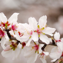 almond blossom background