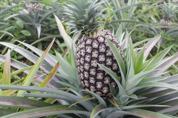 pineapple on tree