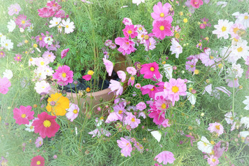 Cosmos flowers field at out door ,nature background.