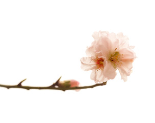 Fototapeta na wymiar Horticulture of Gran Canaria - almond blossoms