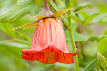.flora of Gran Canaria - Canarina canariensis, canarian bellflower