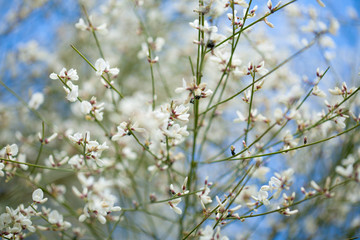 flora of Gran Canaria - Retama rhodorhizoides
