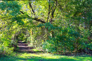 leafy path distant wooded forest