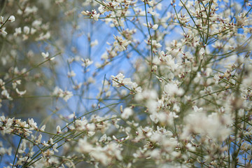 flora of Gran Canaria - Retama rhodorhizoides