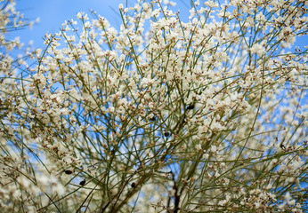 flora of Gran Canaria - Retama rhodorhizoides