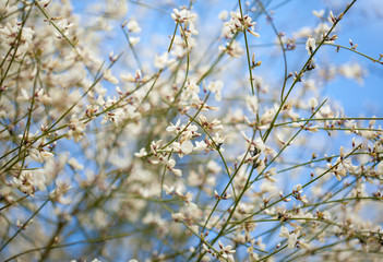 flora of Gran Canaria - Retama rhodorhizoides