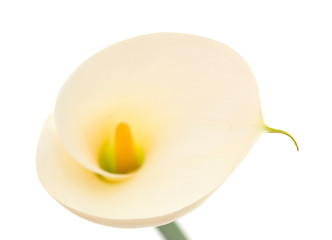 single  calla lily