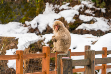 One Japanese Snow Monkey sits down on the Bridge , which are surrounded by snow around the Jigokudani Snow Monkey Park (JIgokudani-YaenKoen) at Nagano Japan on Feb. 18 2019.