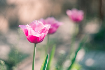 Fototapeta premium Festive spring flowers growing on the beds in the plantation.