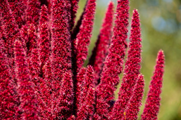 Dark pink flower is growing on the autumn flower-bed 