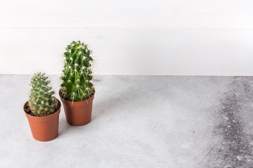 Two cacti in pots on a grey background. Flowers in the interior.