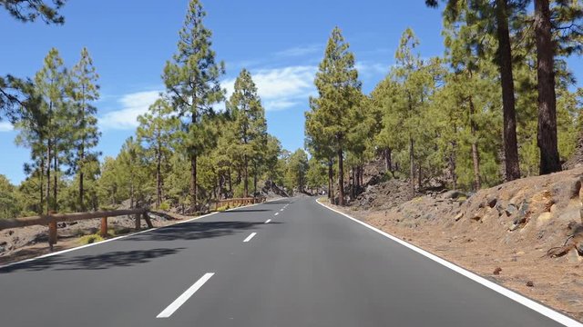 POV car travelling by road inside Bosque de Esperanza pine forest in Teide National Park, Tenerife, Canary islands, Spain
