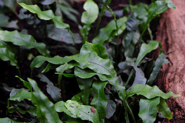 Polypodium angustifolium (2019)